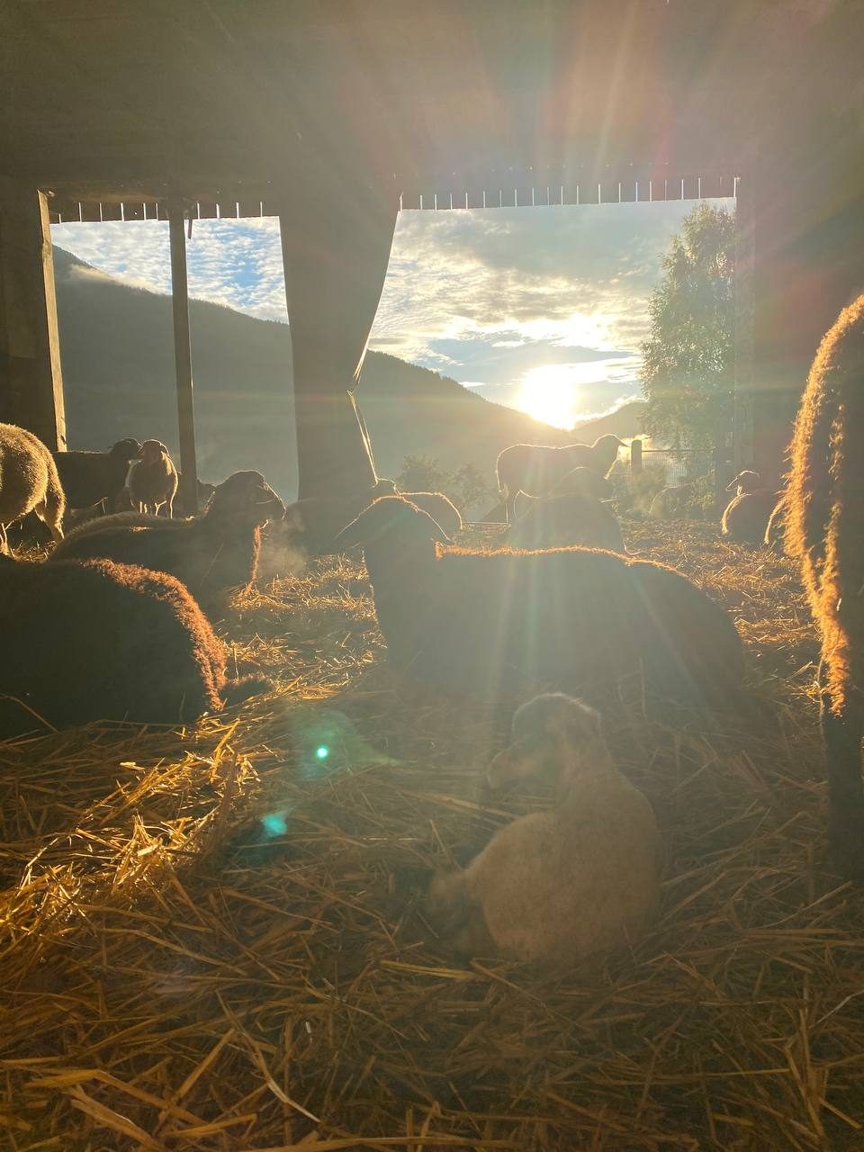 Schafe im Stall bei Sonnenaufgang