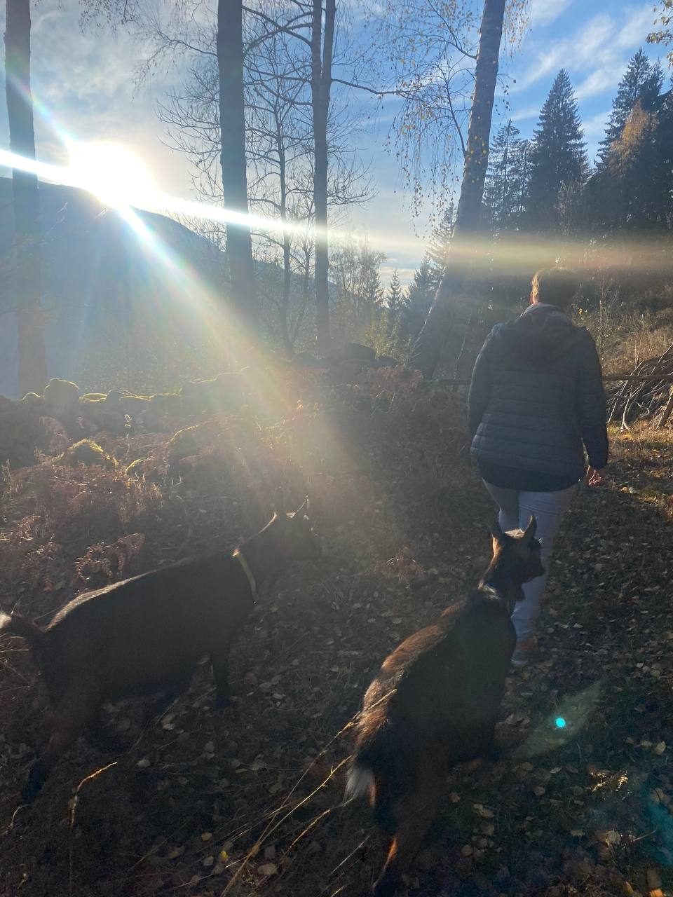 Wanderung mit zwei Ziegen durch den herbstlichen Wald