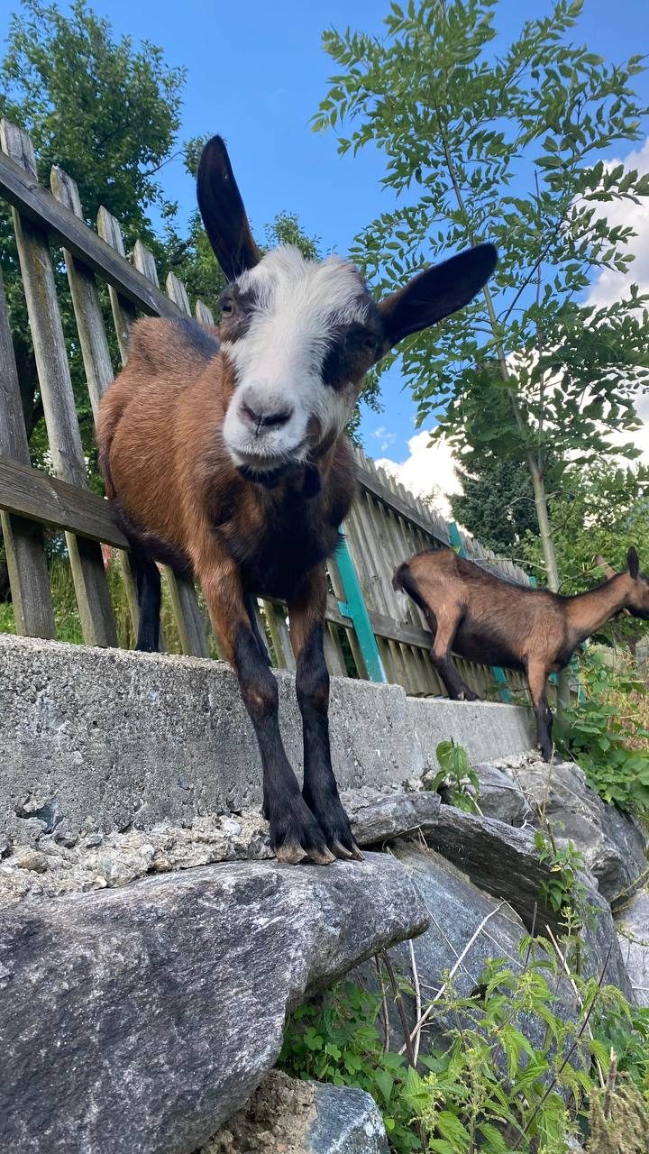 Ziege steht neugierig auf einer Steinmauer